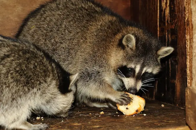 Raccoon Nest in the Attic