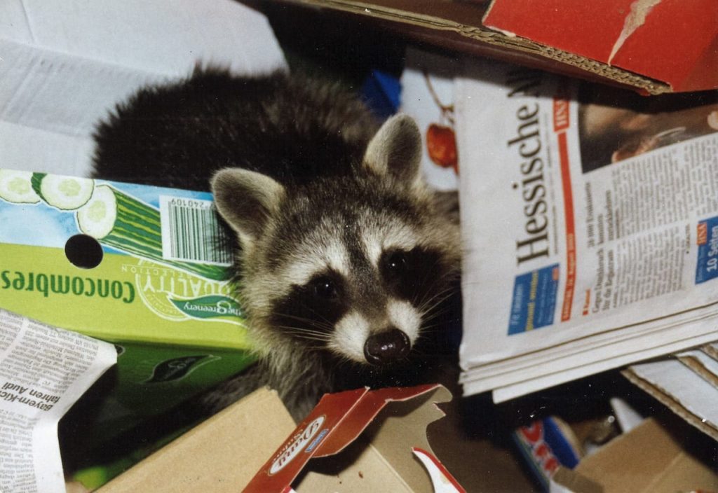 baby raccoon and garbage