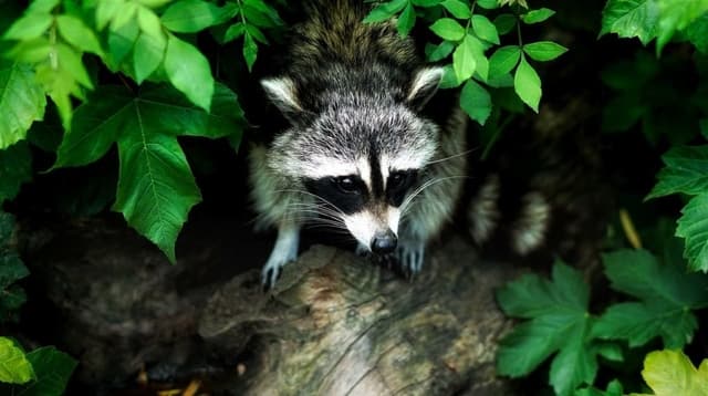 Do Raccoons Keep Rats Away