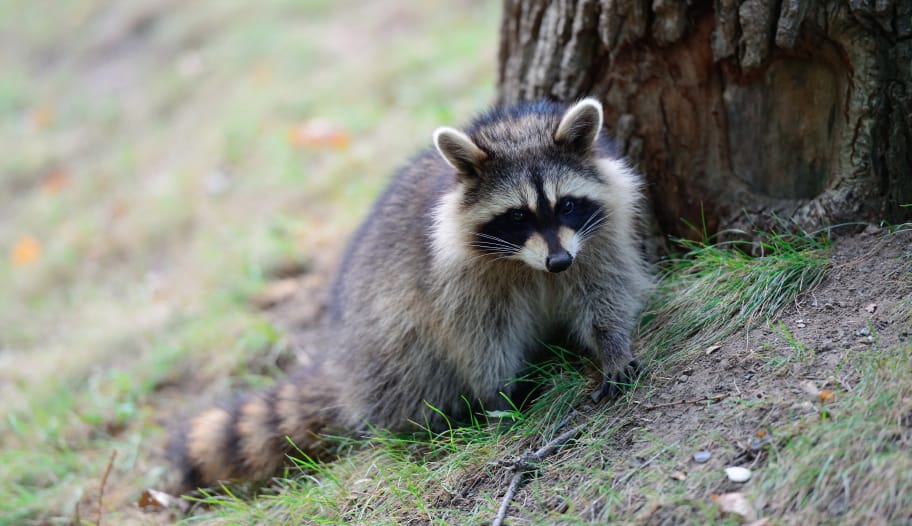 When Do Raccoon Babies Leave Their Mother?