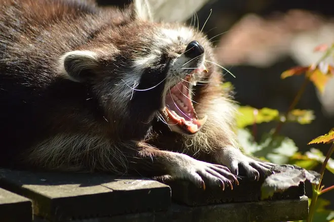 rabid raccoons what you should know