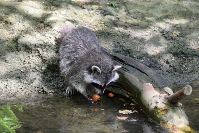 raccoon eating food