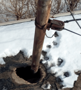 raccoon damage toronto