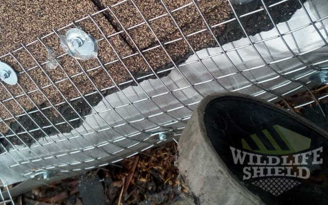 raccoon dripedge damage Toronto
