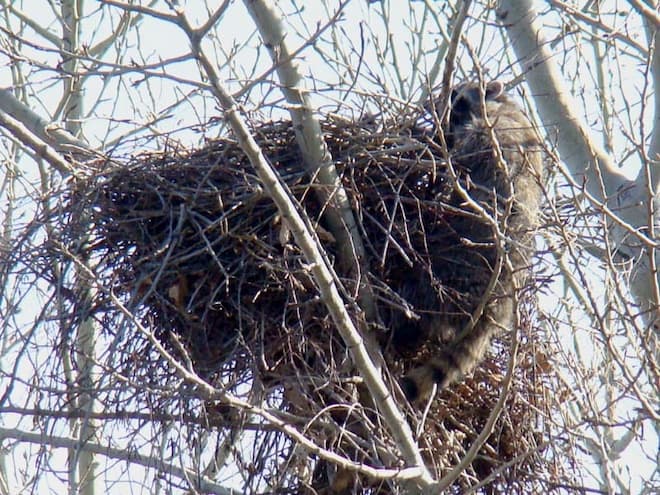 raccoon nest