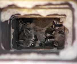 raccoon proof chimney Etobicoke