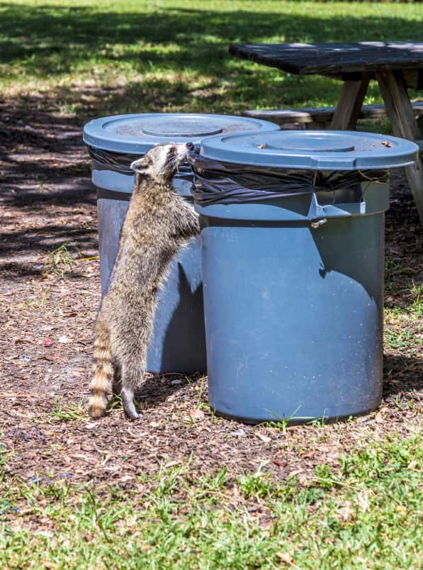 raccoon proof garbage cans