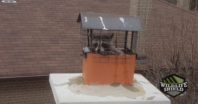 Remove Raccoons from the Chimney