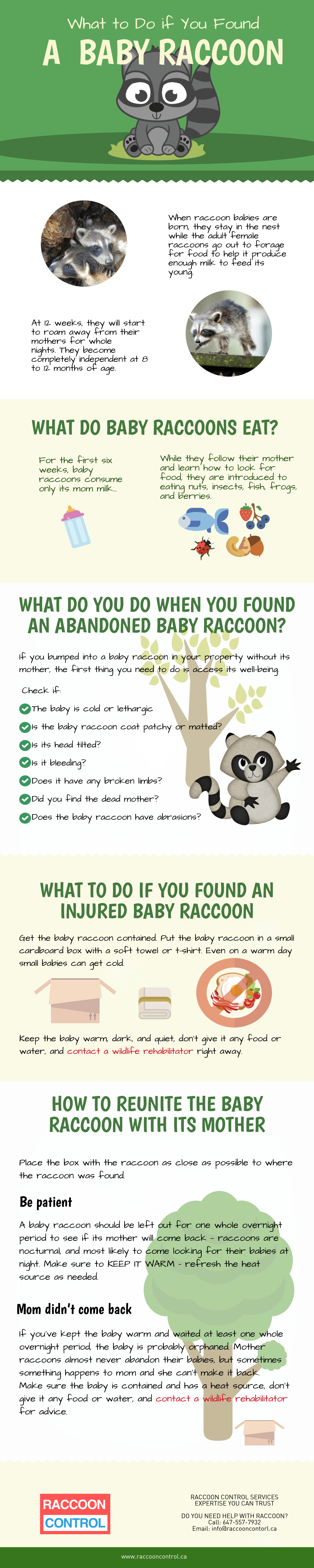 what-to-do-if-you-found-a-baby-raccoon-infographic