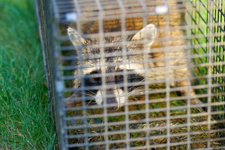 how to trap a raccoon