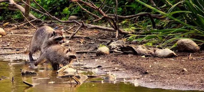 mother and baby raccoons