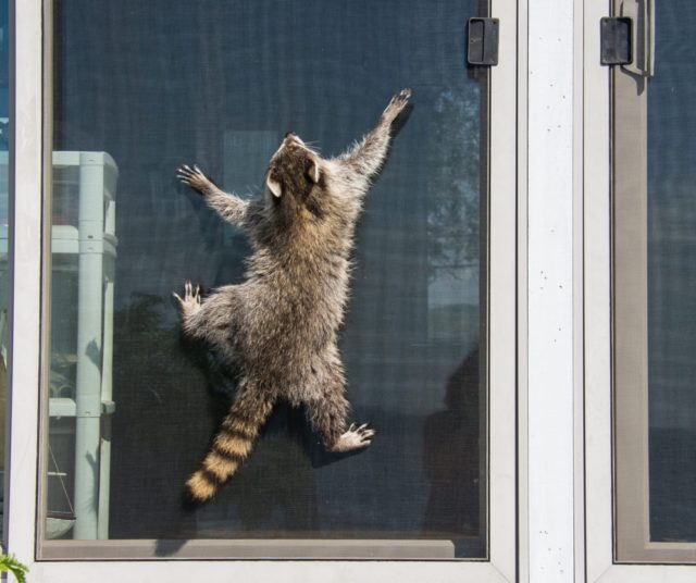 Can Raccoons Chew Through Wood-Plywood on the Roof?