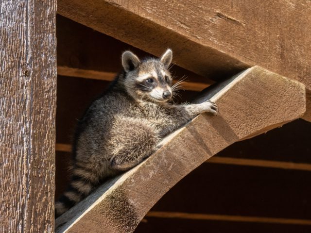 Why Do Raccoons Often Live in Garages?