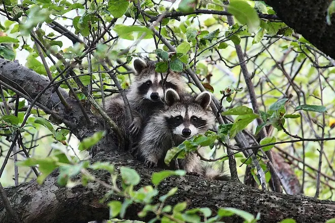 baby raccoon what you need to know