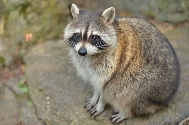 Are Raccoons Dirty? Is it Okay to pet one?