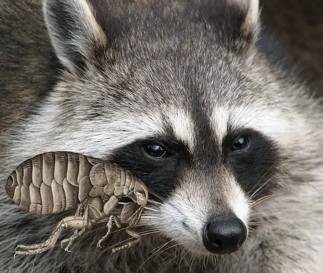 do raccoons have fleas