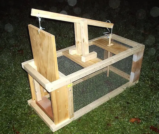 homemade raccoon trap