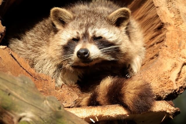 How to Make a Raccoon Trap Out of Wood