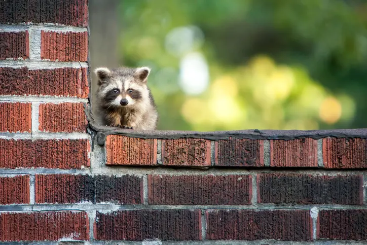 raccoon benefits can raccoons be beneficial