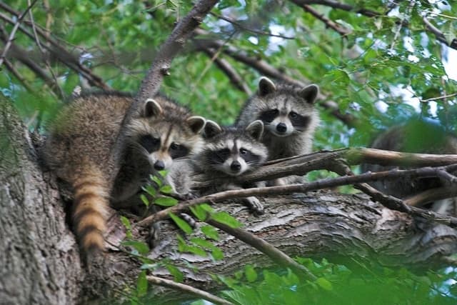 2020 Raccoon Baby Season