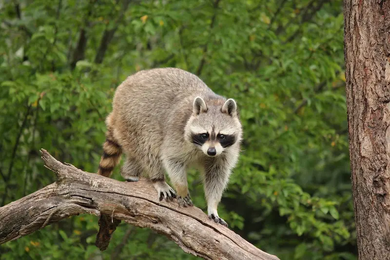 What to Do If You Noticed Mother Raccoon with Babies Around Your Property