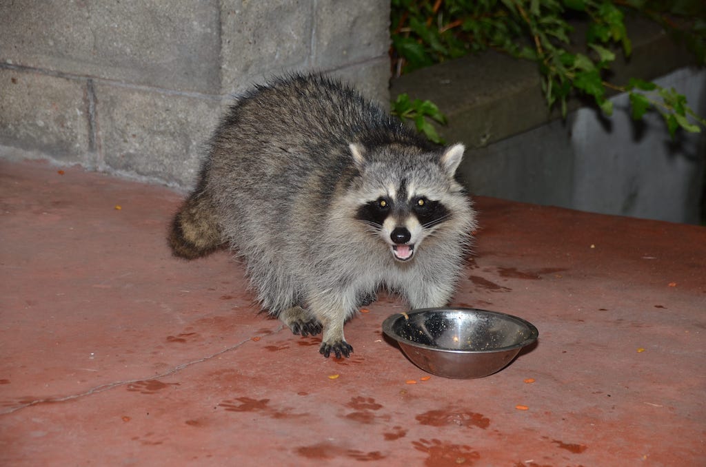 How Do Possums and Raccoons Differ?