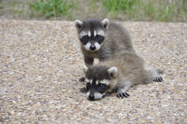 How long do baby raccoons stay with their mothers