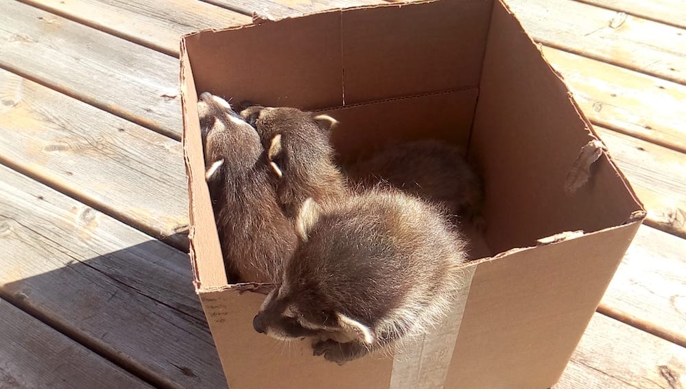 Baby Raccoons Behind Tile Wall