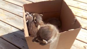 baby raccoons