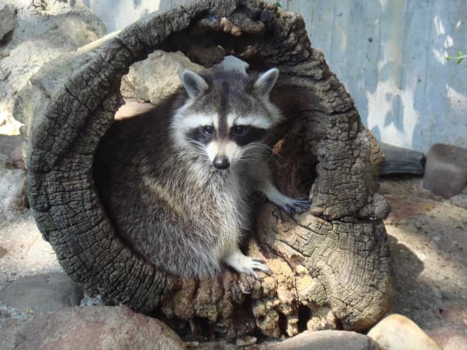 Do Raccoons Have any Natural Predators?