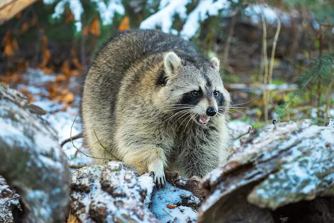 How Do You Get Rid of Raccoons in Your Attic?