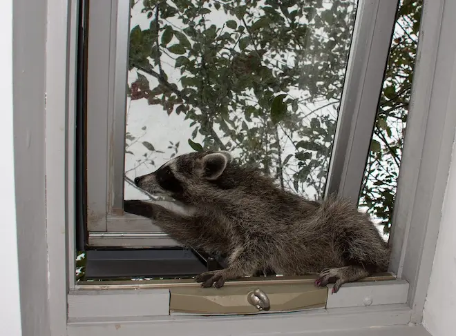 how do you know if there is a raccoon in your attic