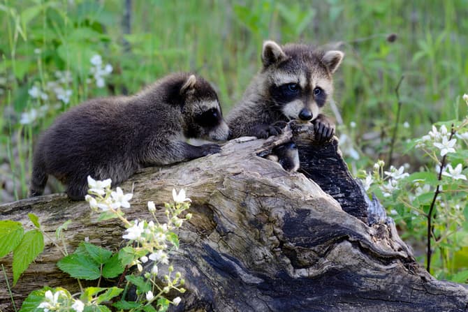 Humane Raccoon Babies Removal Methods