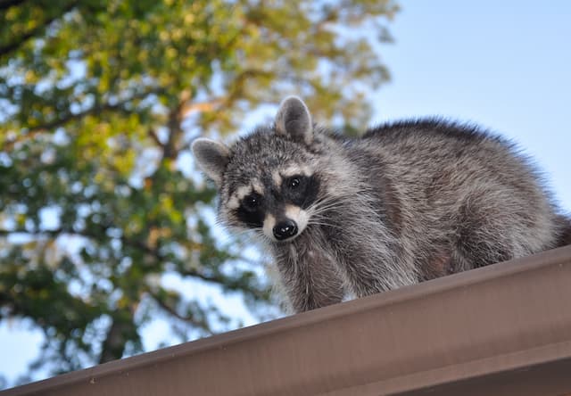 raccoons in my attic