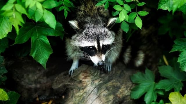 What Are Good Ways to Stop a Raccoon from Returning Nightly?