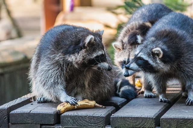 Which Animal is More Dangerous, Possums or Raccoons