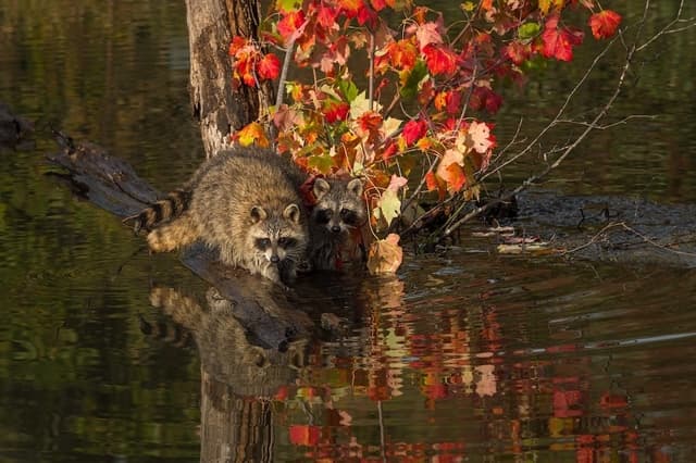 Why you shouldn't trap Raccoons Or Reasons not to trap Raccoons