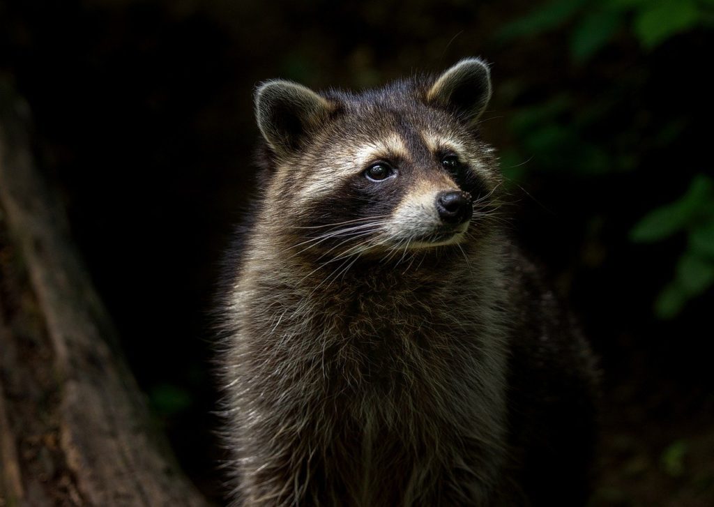 Can Raccoons Damage Electrical Wires
