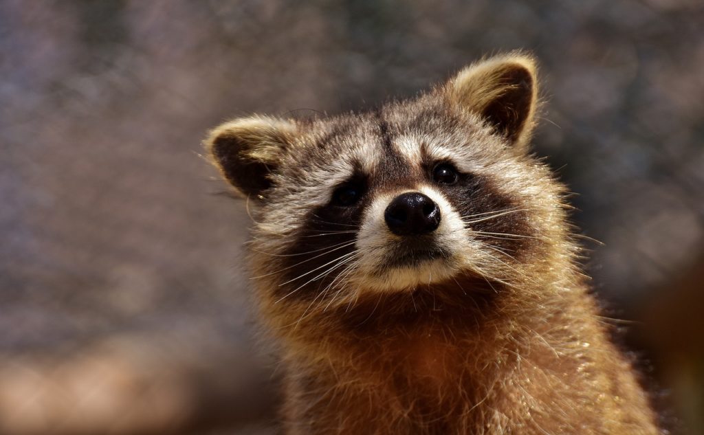 Raccoons In Attic Health Risk