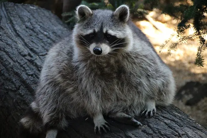 are rabid raccoons aggressive