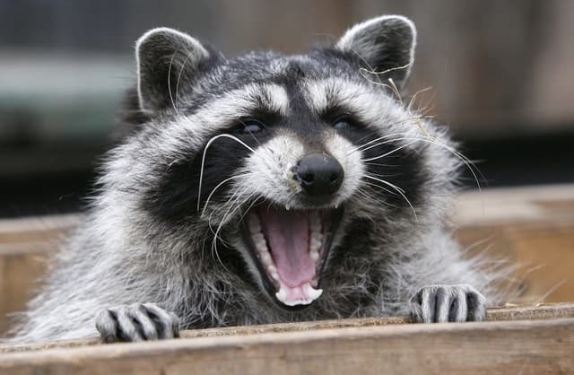 Can a Dead Raccoon Spread Rabies