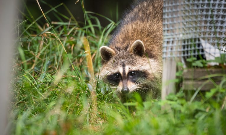 Can a Raccoon Harm Your Pet?