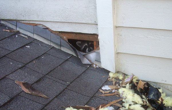 Can Raccoon Invasion in Attic Lead to Tick Infestation