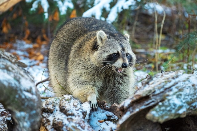 Do Raccoons Hibernate During Harsh Canadian Winters