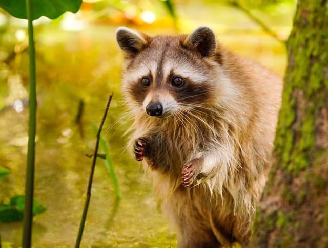 how to clean raccoon urine