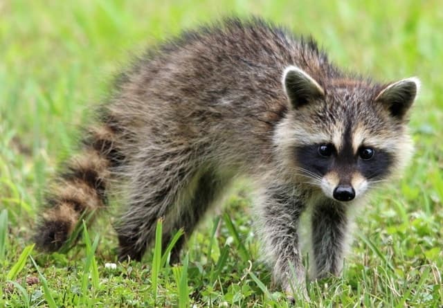 How Do I Get Rid of Raccoons Living Near My Home