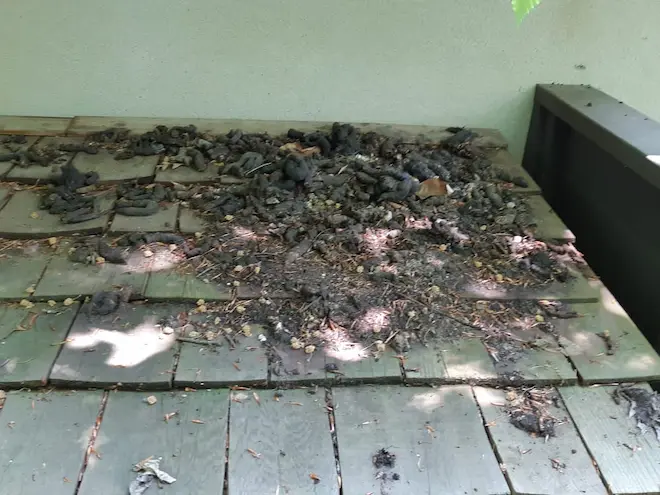 raccoon poop on shed