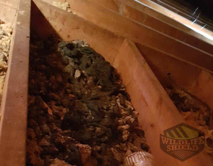Raccoons Defecating in My Attic - What to Do?