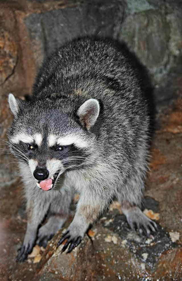 signs a raccoon might be rabid