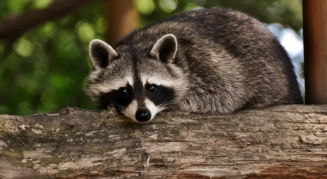 Raccoon Invasion In Toronto Getting Worse